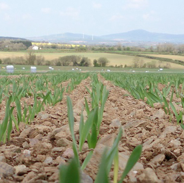 soil_field_banner