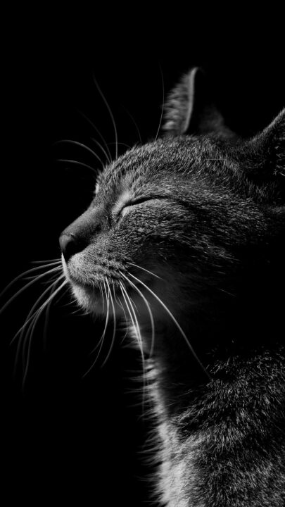 cat-g861722f01_1920