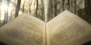 reading book in woodland setting